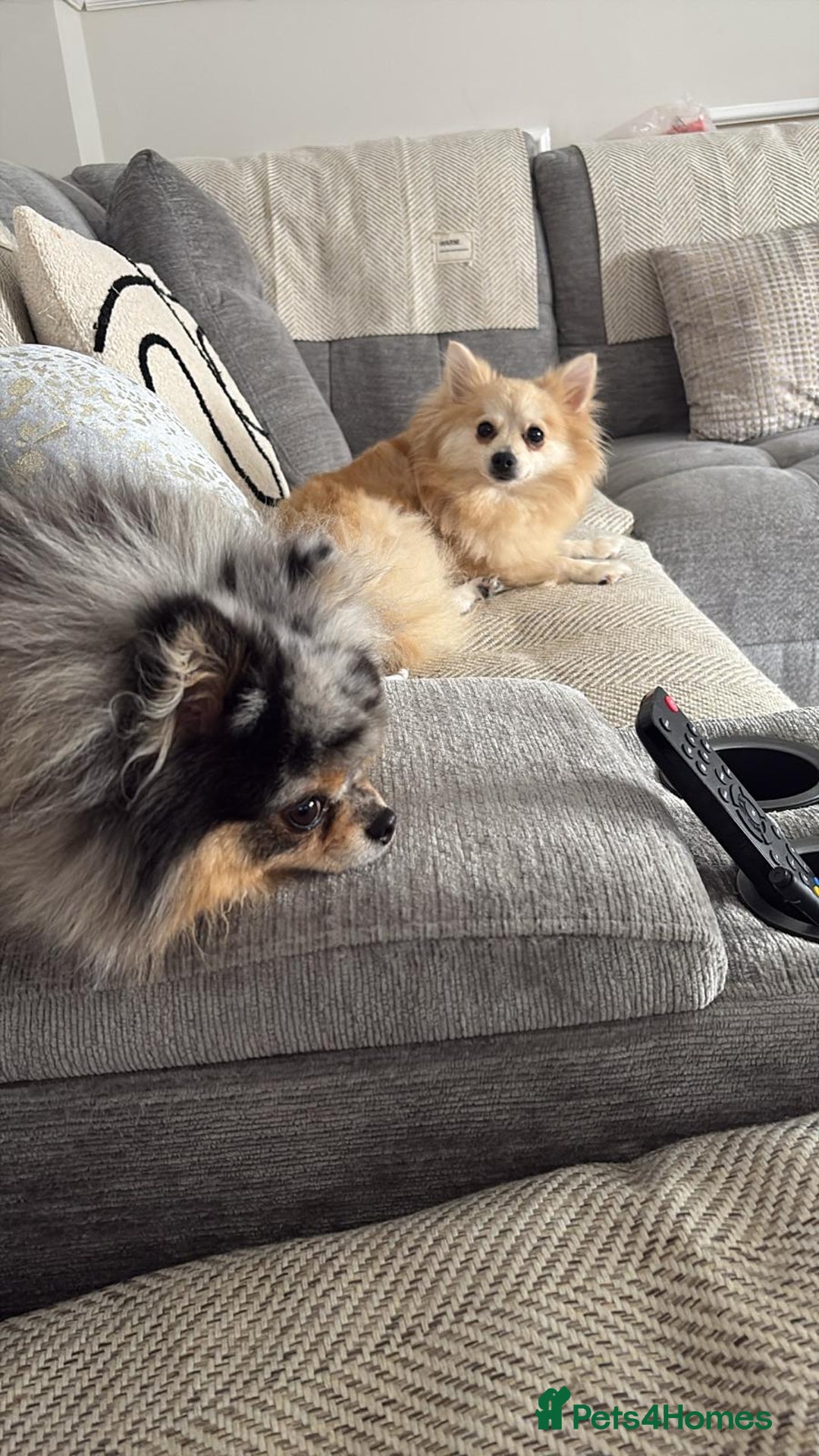Pomeranian dogs for sale: Baby Pom poms  - Image 6