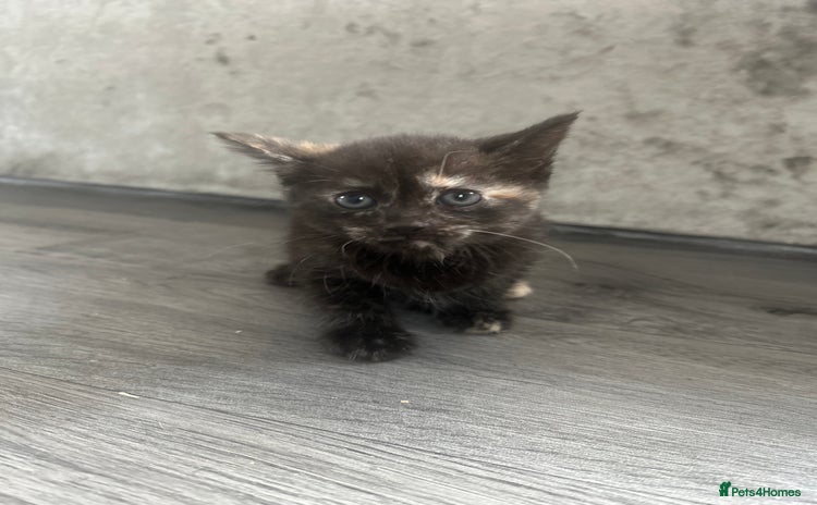 Mixed Breed cats - Advert 12