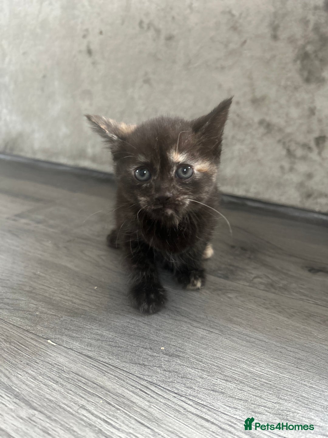 Mixed Breed cats for sale: British short hair female kittens  - Image 1