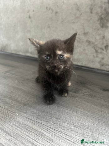 Mixed Breed cats - Advert 8