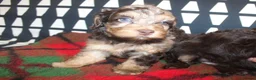 Cockapoo dogs for sale: Cockapoo babies ready from 31st August - Advert 6