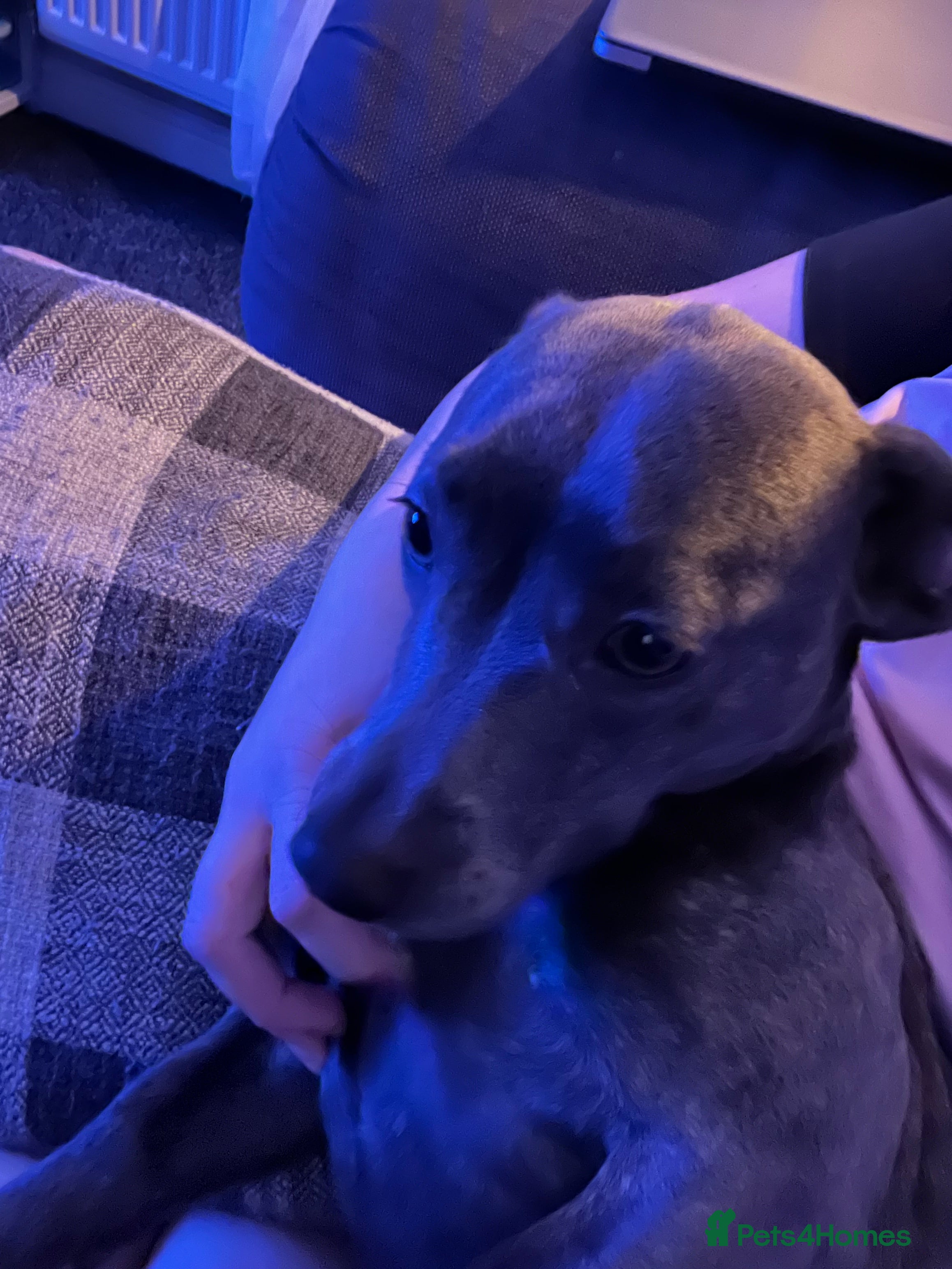 Mixed Breed dogs Pippa dachshund mixed  - Advert 4