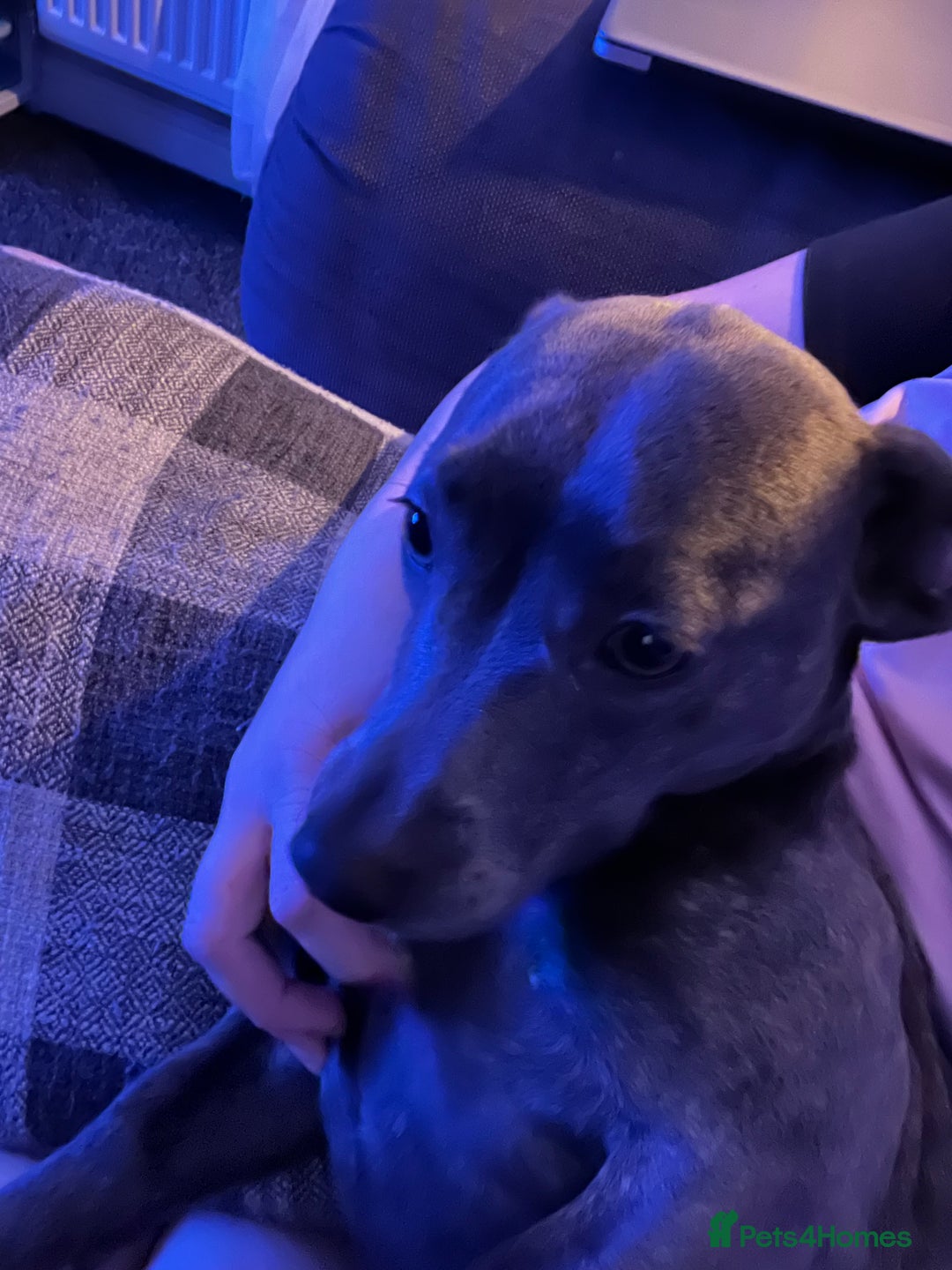 Mixed Breed dogs for sale: Pippa dachshund mixed  - Advert 1