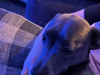 Mixed Breed dogs Pippa dachshund mixed - Advert 3