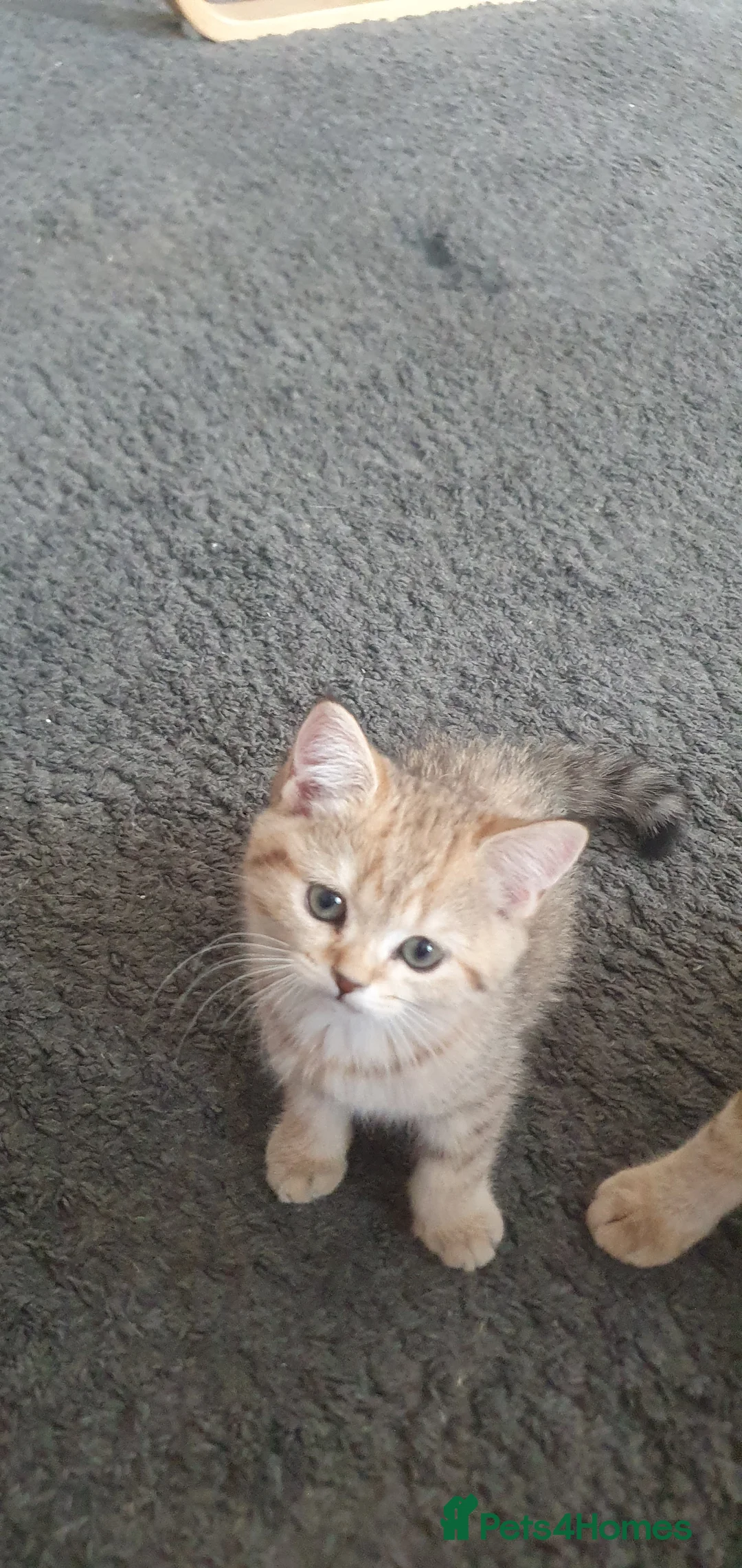British Shorthair cats for sale: British Shorthair Blue & Black Gold Spotted Tabby  - Advert 2