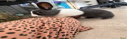 Mixed Breed rabbits for sale: Rabbit and cage in Norwich - Advert 3