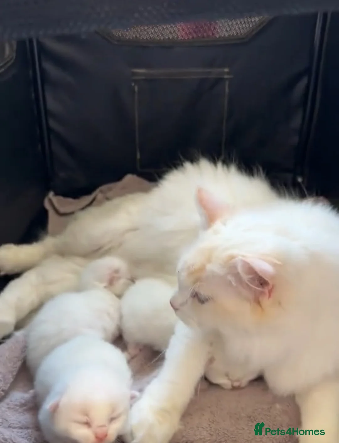Mixed Breed cats for sale: White Ragdoll Cross Kittens For Sale in London - Advert 2