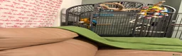 Macaws birds for sale: Chase  - Advert 13