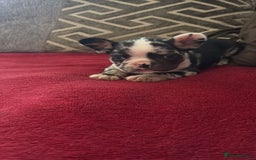French Bulldog dogs for sale: French bulldog Merle puppies for sale  - Image 6