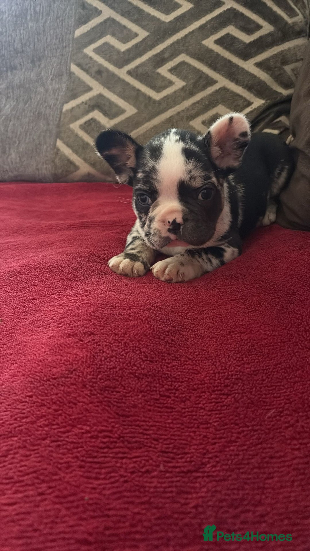 French Bulldog dogs for sale: French bulldog Merle puppies for sale  - Image 6