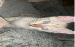 Bengal cats for sale: Male Bengal Cat – Loving & Trained For sale - Image 1
