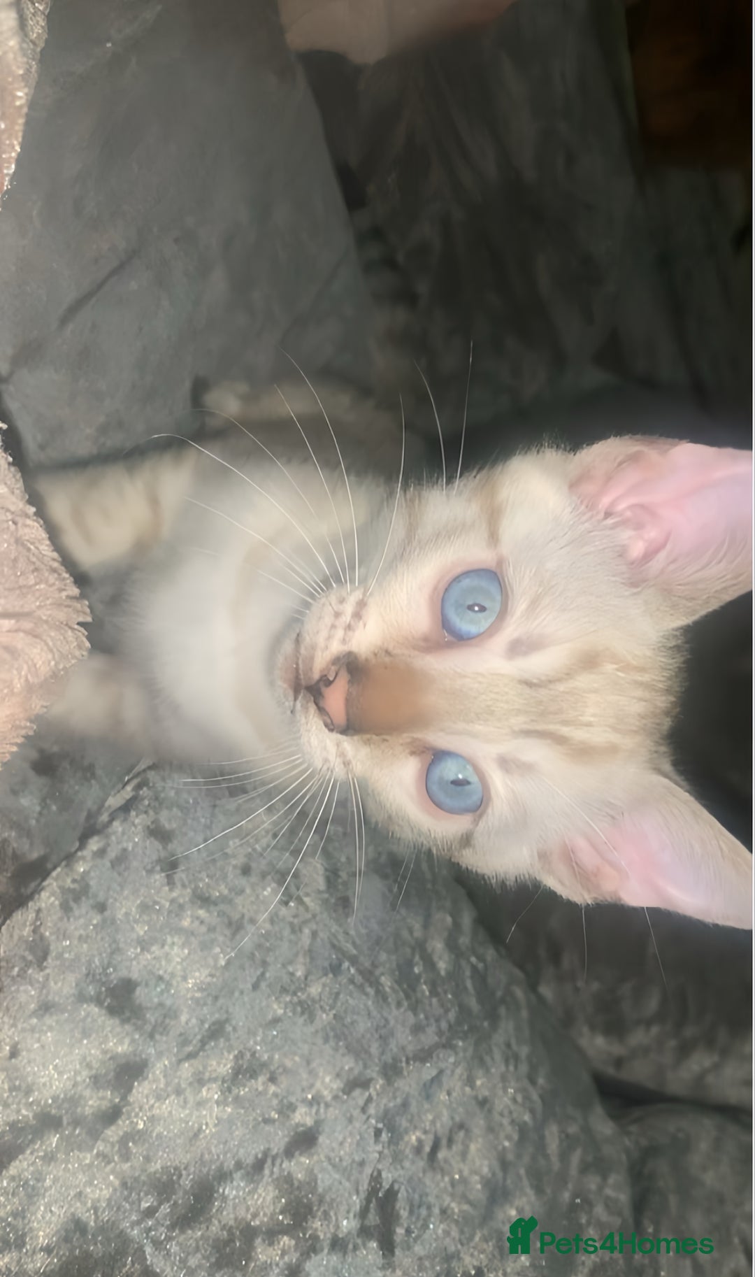Bengal cats for sale: Male Bengal Cat – Loving & Trained For sale - Image 1