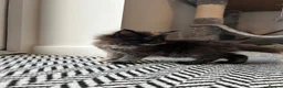Maine Coon cats for sale: Last black torbie female available  - Advert 10