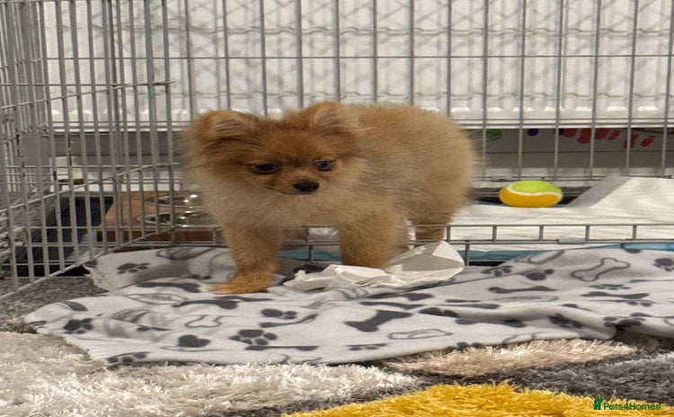 Pomeranian dogs - Advert 3