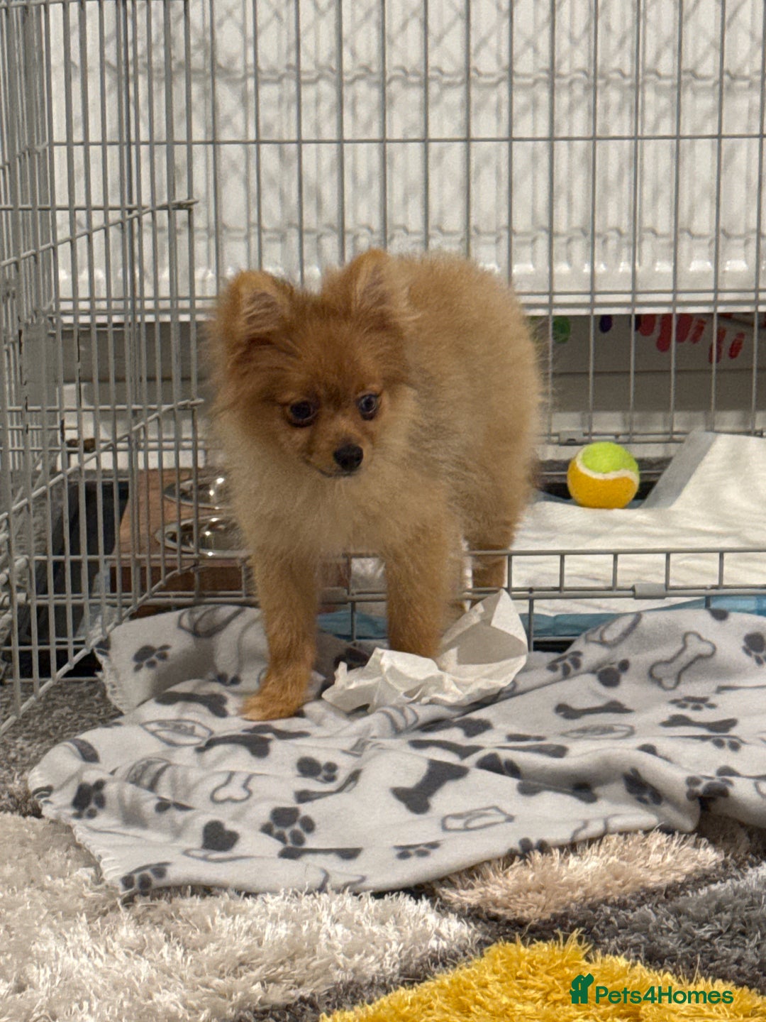 Pomeranian dogs for sale: Pomeranian  - Image 1