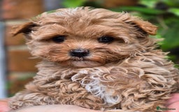 Maltipoo dogs for sale: 🐶Rare Asian/Korean Tiny Maltipoo Puppies🐶 - Image 12