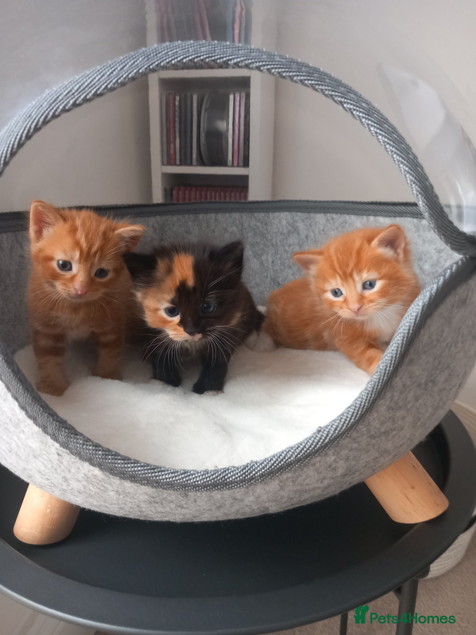 Mixed Breed cats Goldie and Meg have had their gorgeous kittens - Advert 1