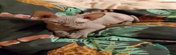 Sphynx cats for sale: 5 Canadian Sphynx kittens for sale - Advert 7