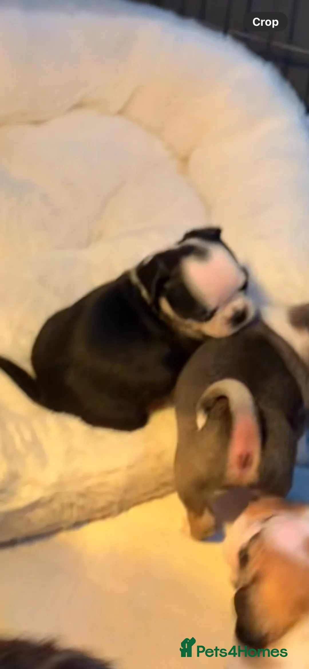 Pug dogs for sale: Panda pug  - Advert 3