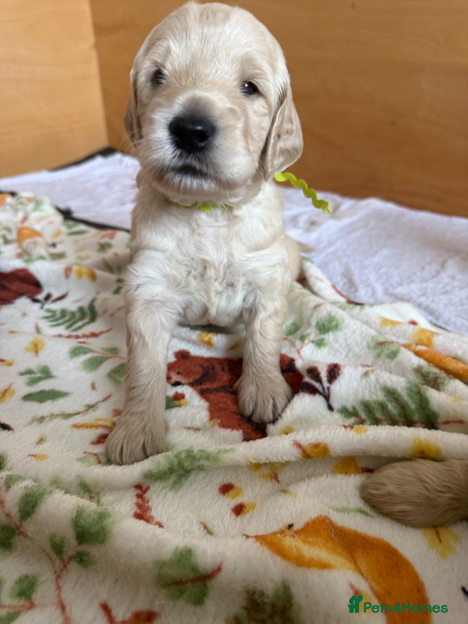 Mixed Breed dogs Multigeneration Cream/Apricot Double Doodles  - Advert 1