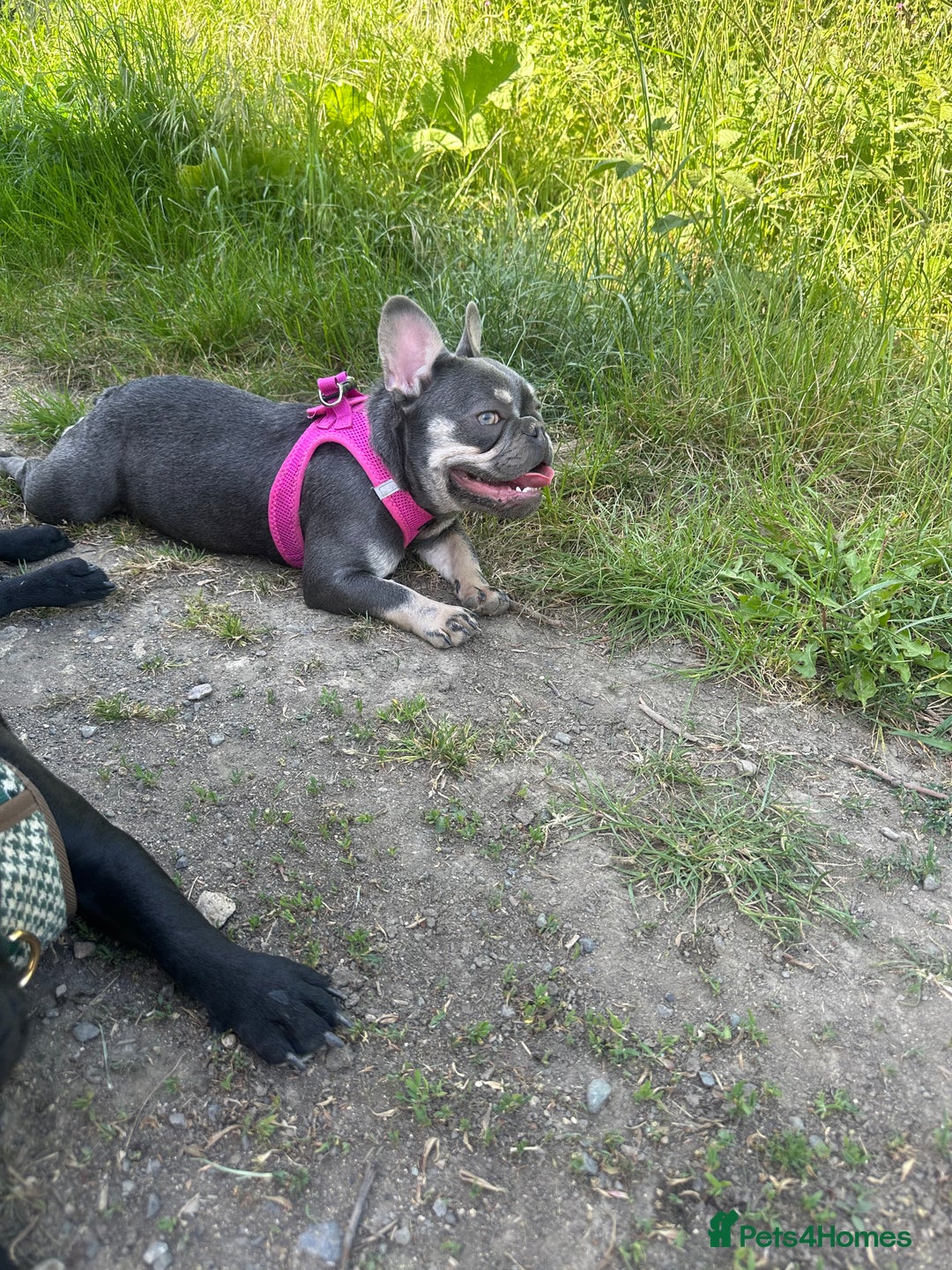 French Bulldog dogs for sale: Pixie  - Image 5