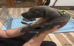 Cane Corso dogs for sale: Pure Pedigree Cane Corso Puppies - Image 29