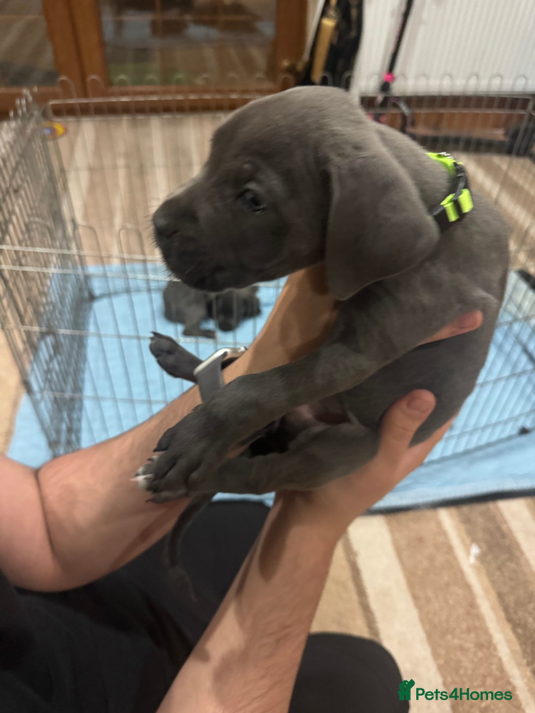Cane Corso dogs for sale: Pure Pedigree Cane Corso Puppies - Image 29