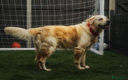 Golden Retriever dogs for stud: Stunning Golden Retriever for Stud –  meet Sammy - Image 16