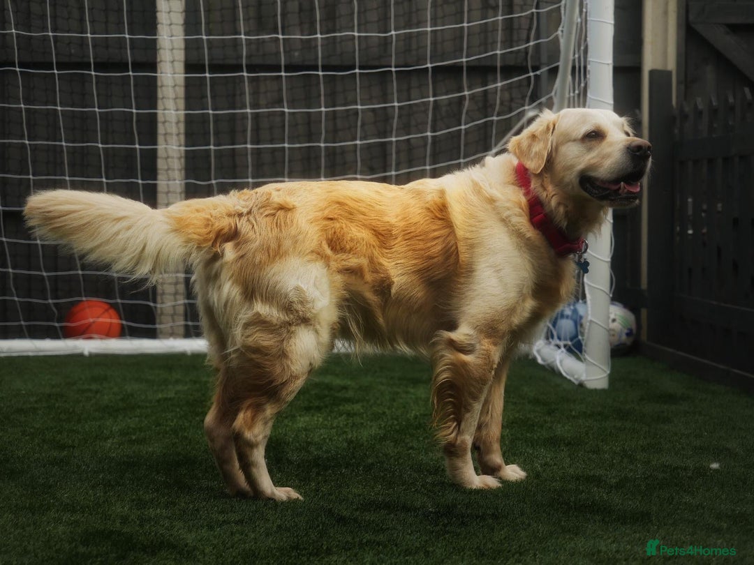 Golden Retriever dogs for stud: Stunning Golden Retriever for Stud –  meet Sammy - Image 16