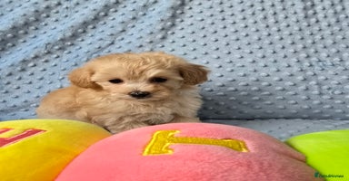 Maltipoo dogs - Advert 6