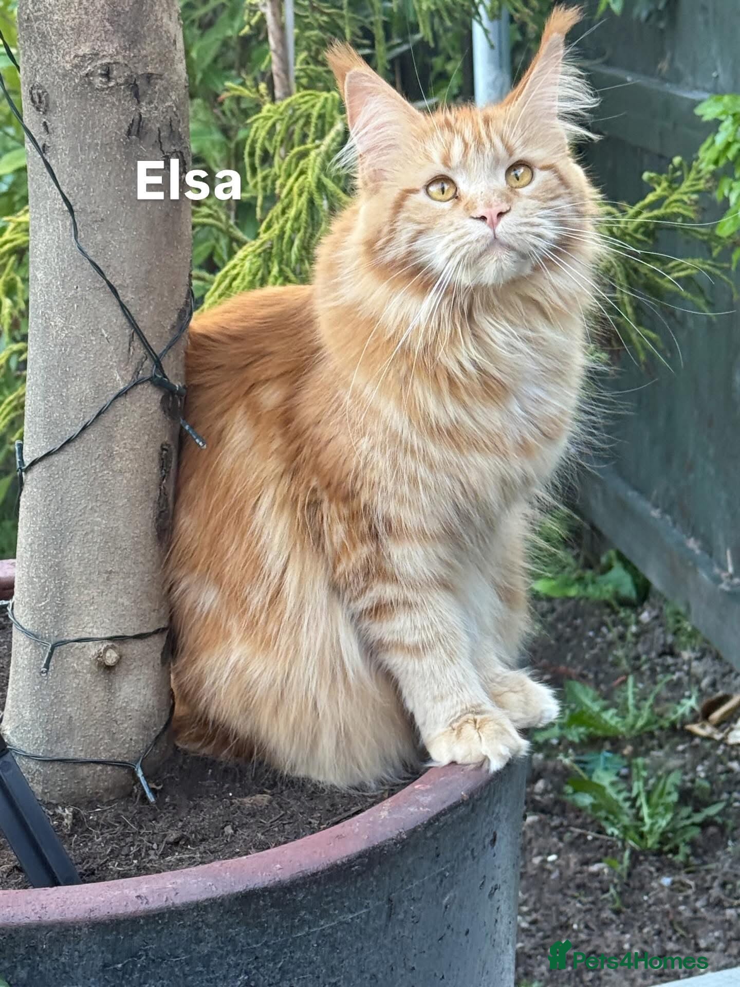 Maine Coon cats Tica registered Maine Coons - Advert 1
