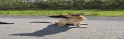 German Shepherd dogs for sale: German shepherd for sale - Advert 3