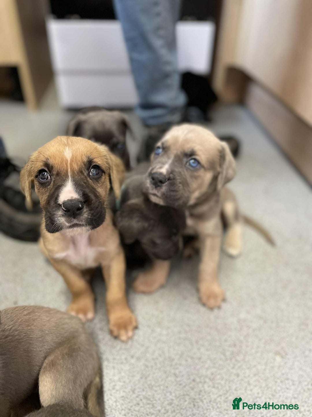 Cane Corso dogs for stud: Cane corso STUD supreme - Advert 12