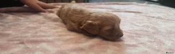 Cockapoo dogs for sale: Cockapoo Puppies  - Advert 13