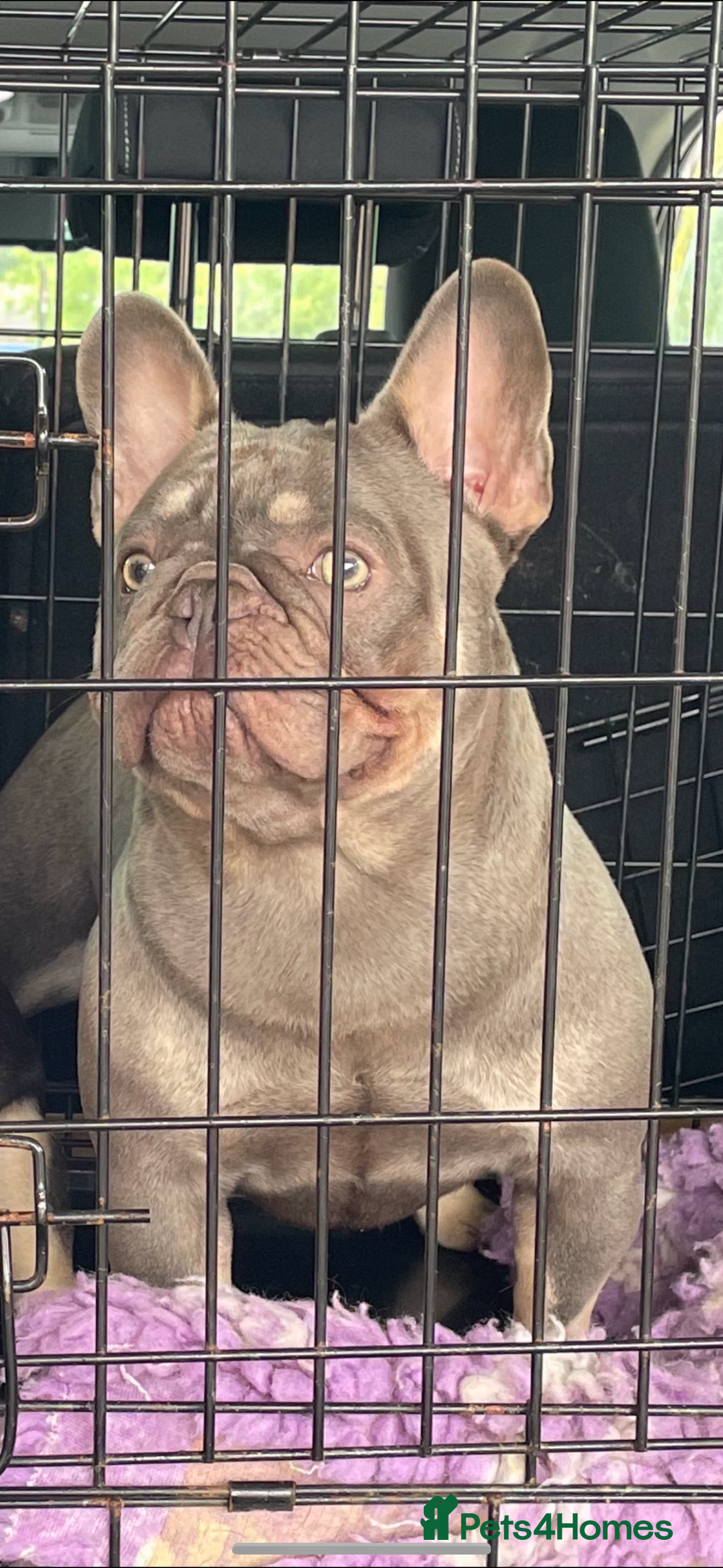 French Bulldog dogs for stud: Proven lilac & tan boy carrying cream & testable - Image 6