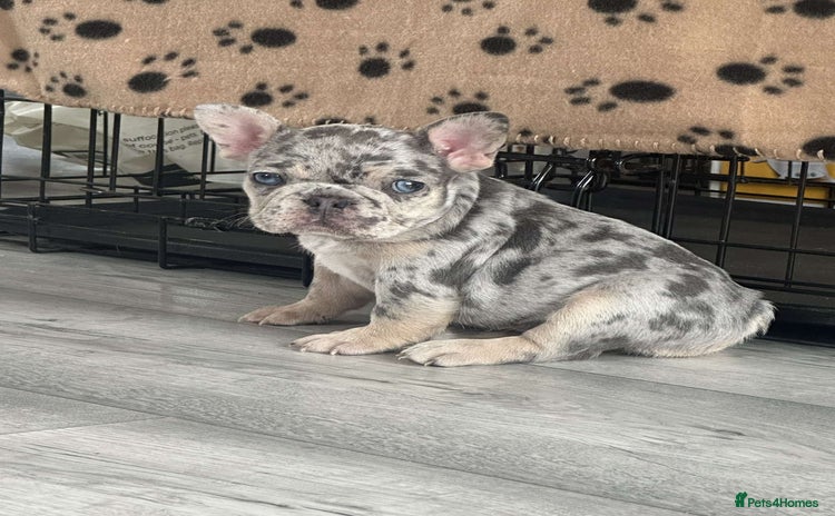 French Bulldog dogs - Advert 12