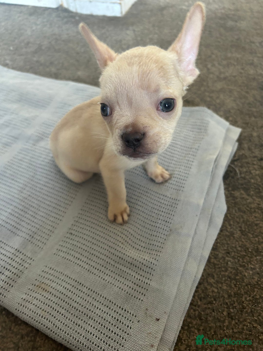 French Bulldog dogs for sale: French bulldog puppies - Image 5