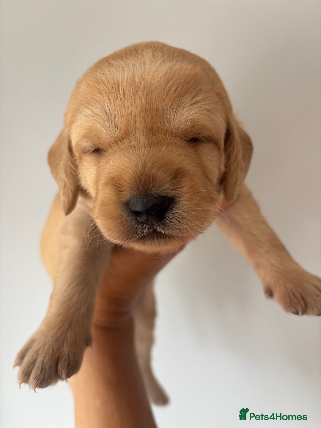 Labradoodle dogs for sale: F1 Labradoodles  - Image 21