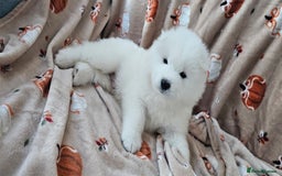 Samoyed dogs for sale: 2wonderful, purebred boys. (For therapy dogs) - Image 26