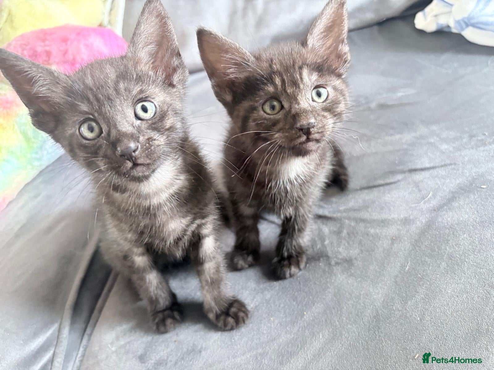 Mixed Breed cats for sale: Savannah mixed kittens - Advert 1