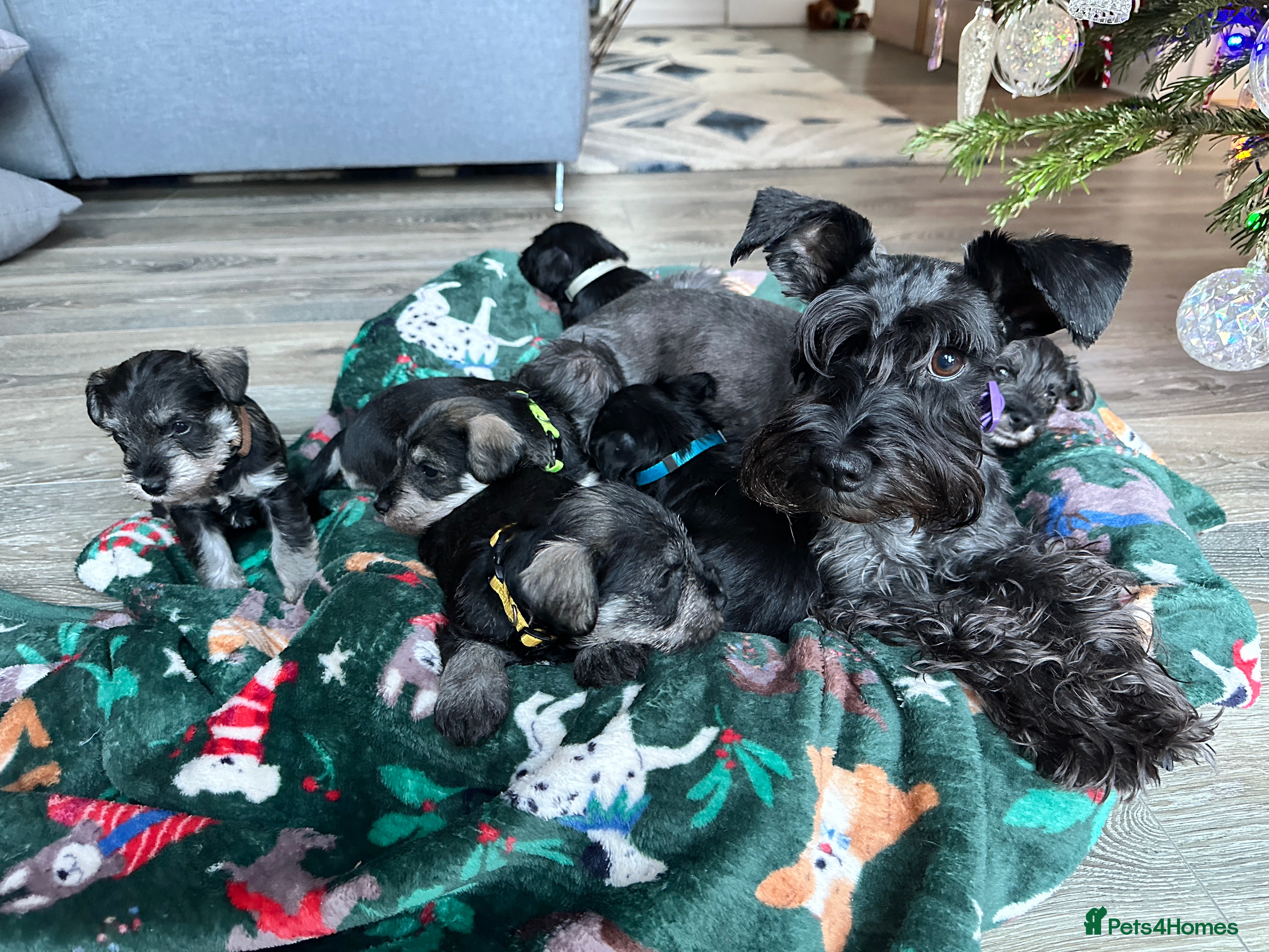 Miniature Schnauzer dogs Miniature Schnauzer puppies  - Advert 5