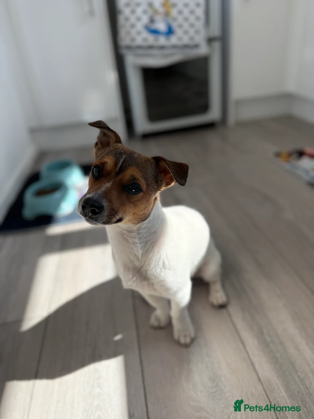 Jack Russell dogs for stud: Jack Russell stud  - Advert 11