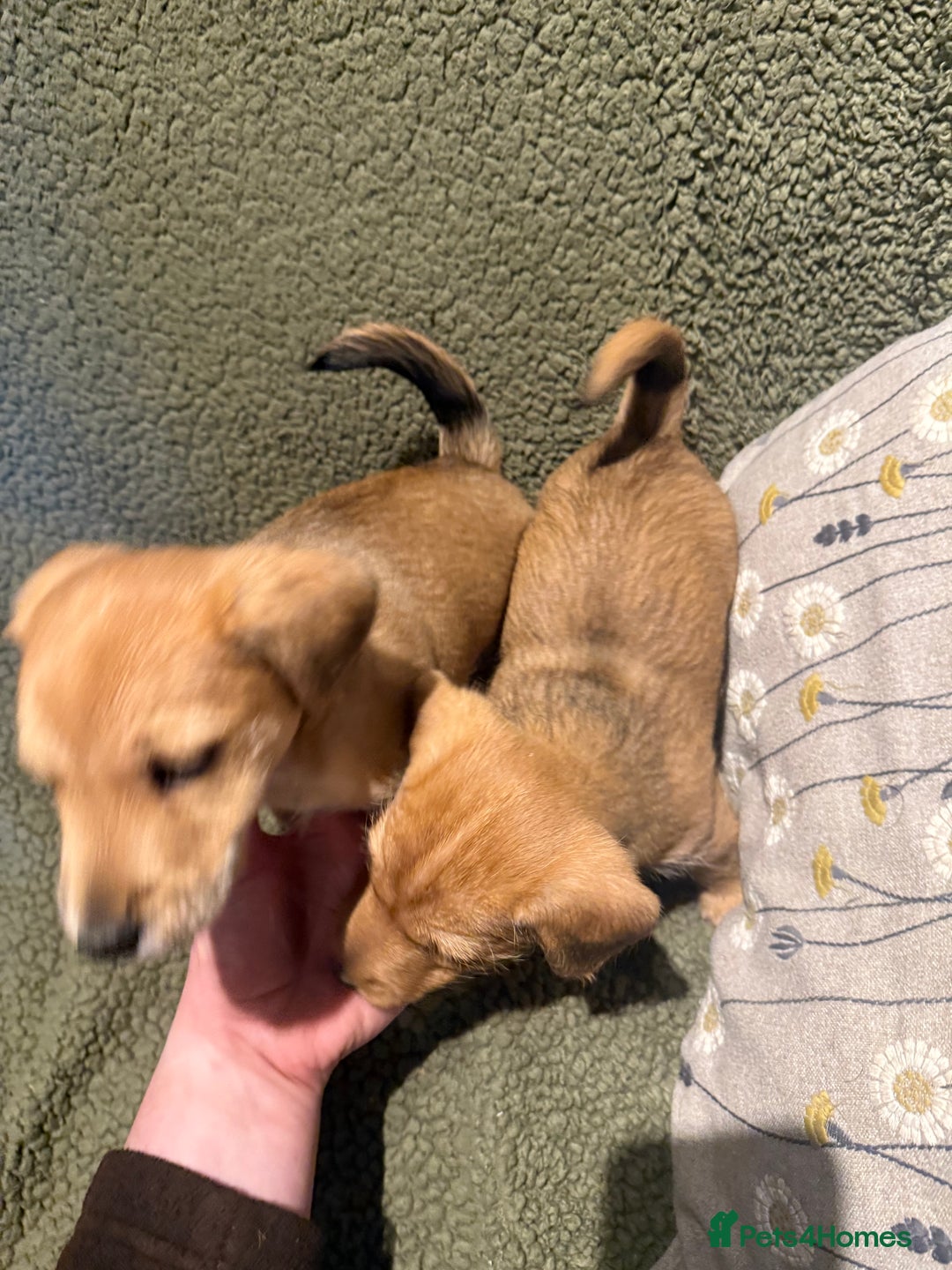 Mixed Breed dogs for sale: Jack Russell X Lakeland Terrier Puppies - Advert 11