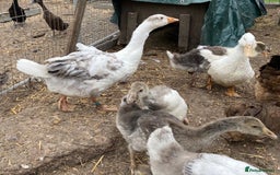 Geese poultry for sale: Sebastapol Toulouse Gosling  Geese - Image 2