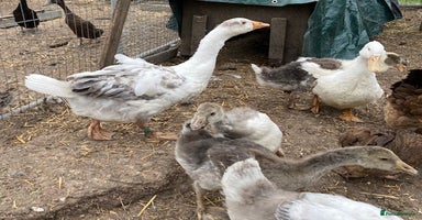 Geese poultry - Advert 4