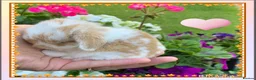 Mini Lop rabbits for sale: Gorgeous, purebred Mini lop babies ready October - Advert 8