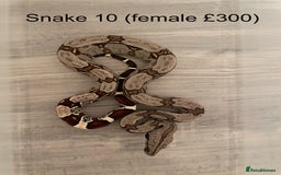 Boa Snake reptiles for sale: ✨ Stunning Red Tailed Suriname Boa’s (BCC) ✨ - Image 12
