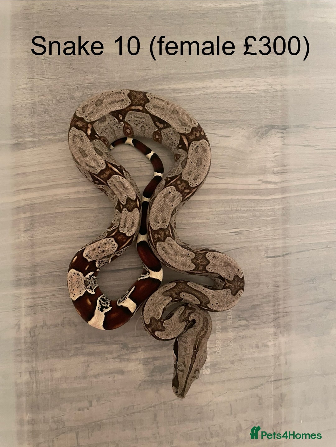 Boa Snake reptiles for sale: ✨ Stunning Red Tailed Suriname Boa’s (BCC) ✨ - Image 12