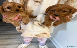 Cavapoo dogs for sale: Red Cavapoo puppies  - Image 4