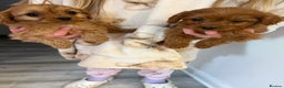 Cavapoo dogs for sale: Red Cavapoo puppies  - Advert 4